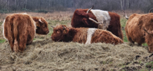 Schotsehooglanders Twiske